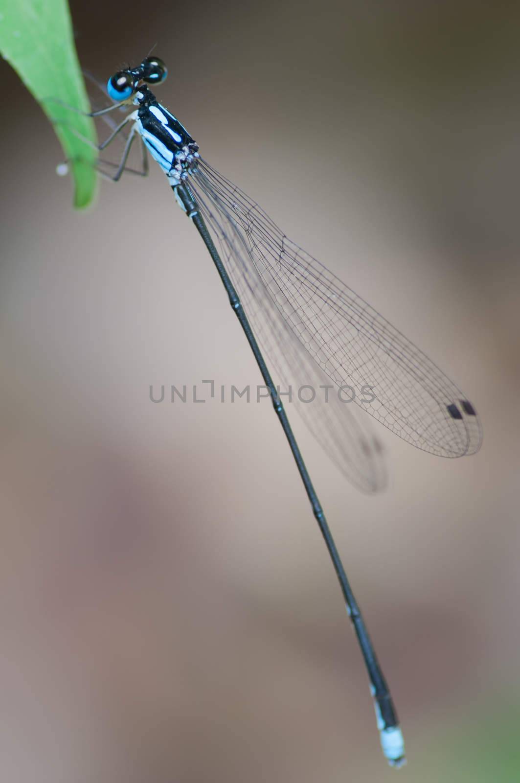 A close up of the small blue dragonfly on grass-blade