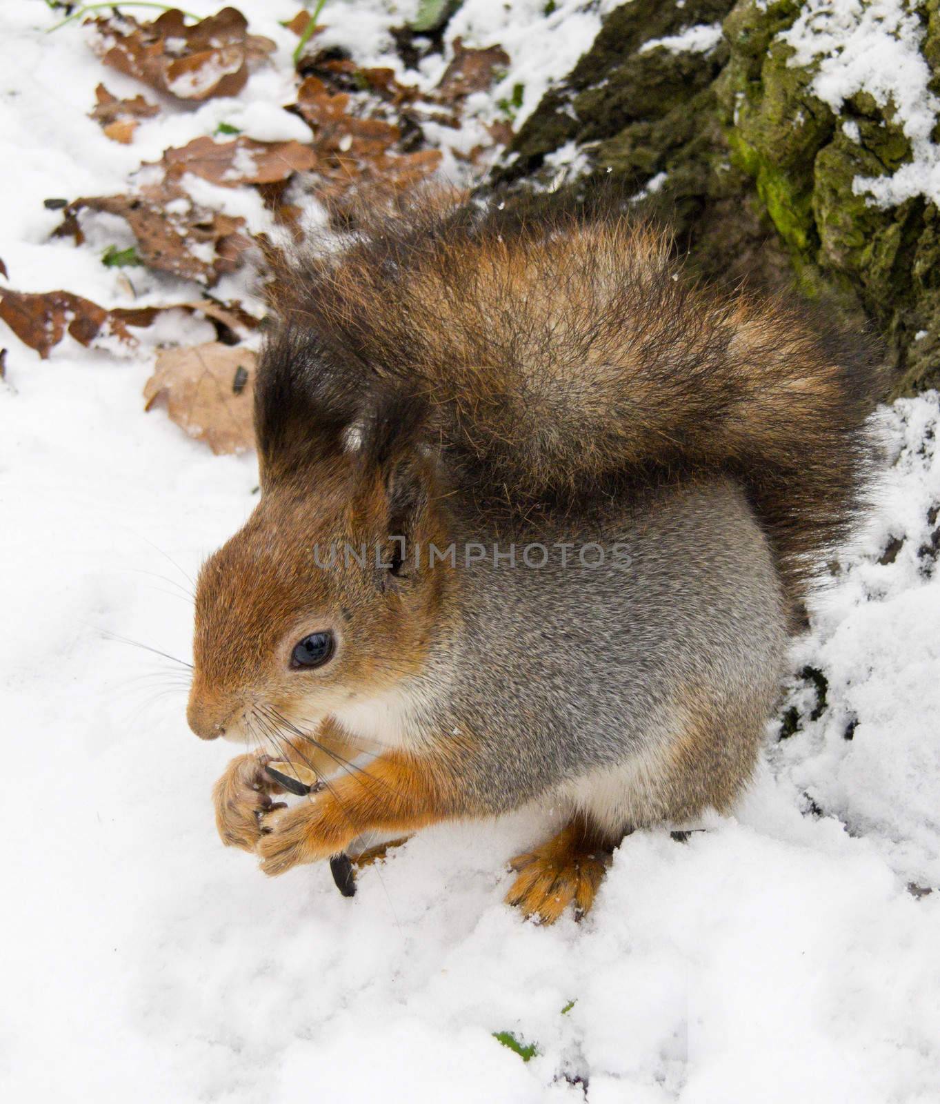 silvery squirrel by rodakm
