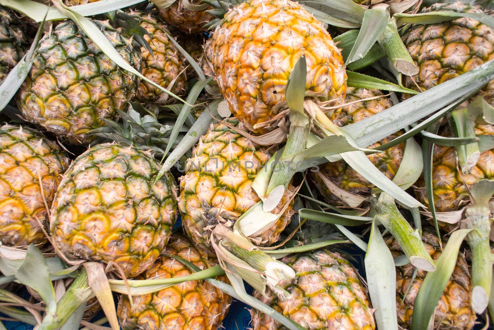 group of pineapple fruit