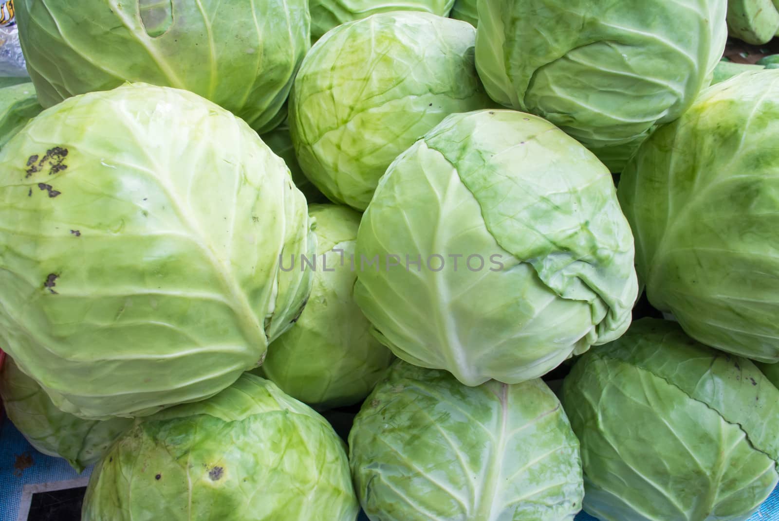 group of green cabbage vegetable