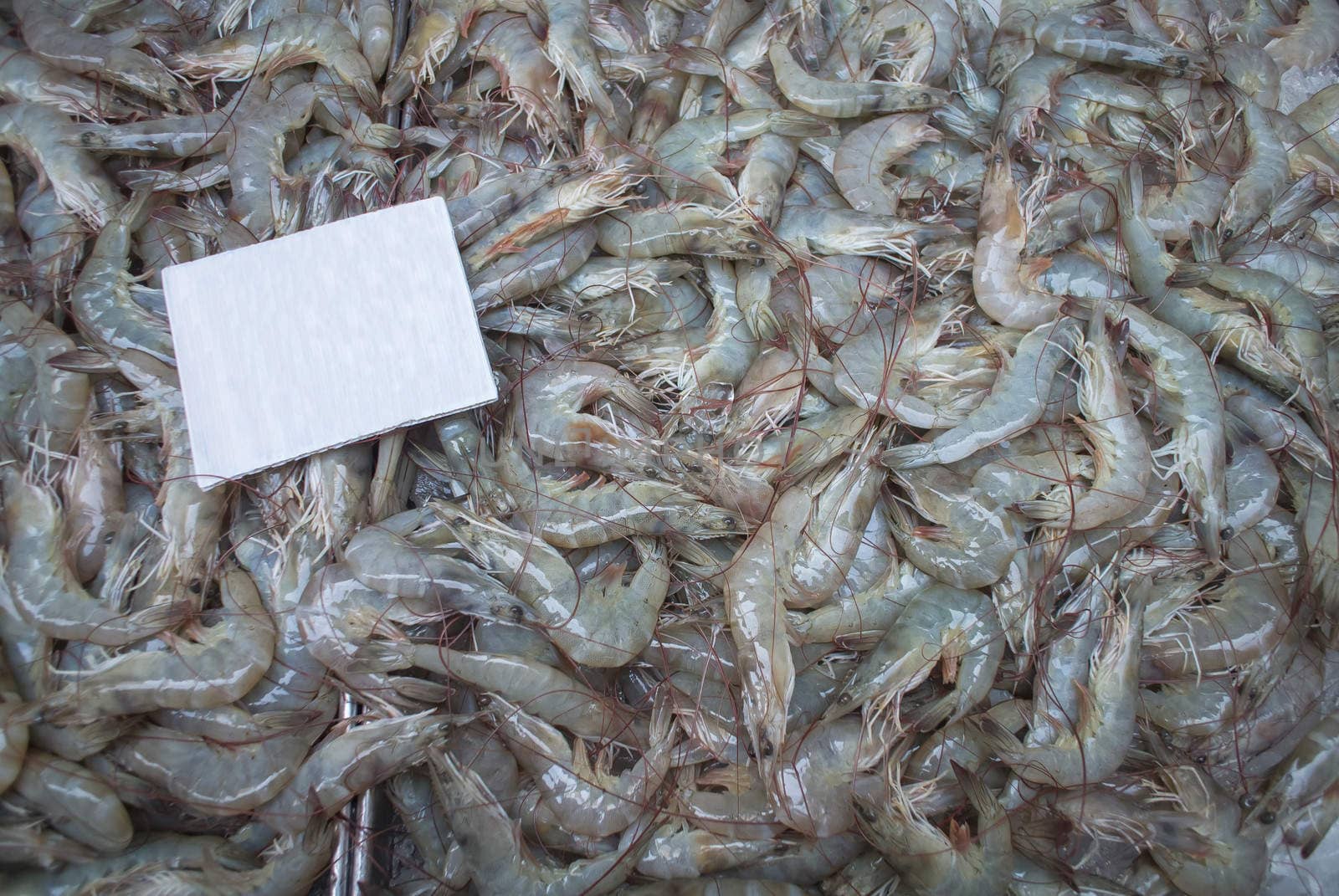 Fresh shrimp background in the market