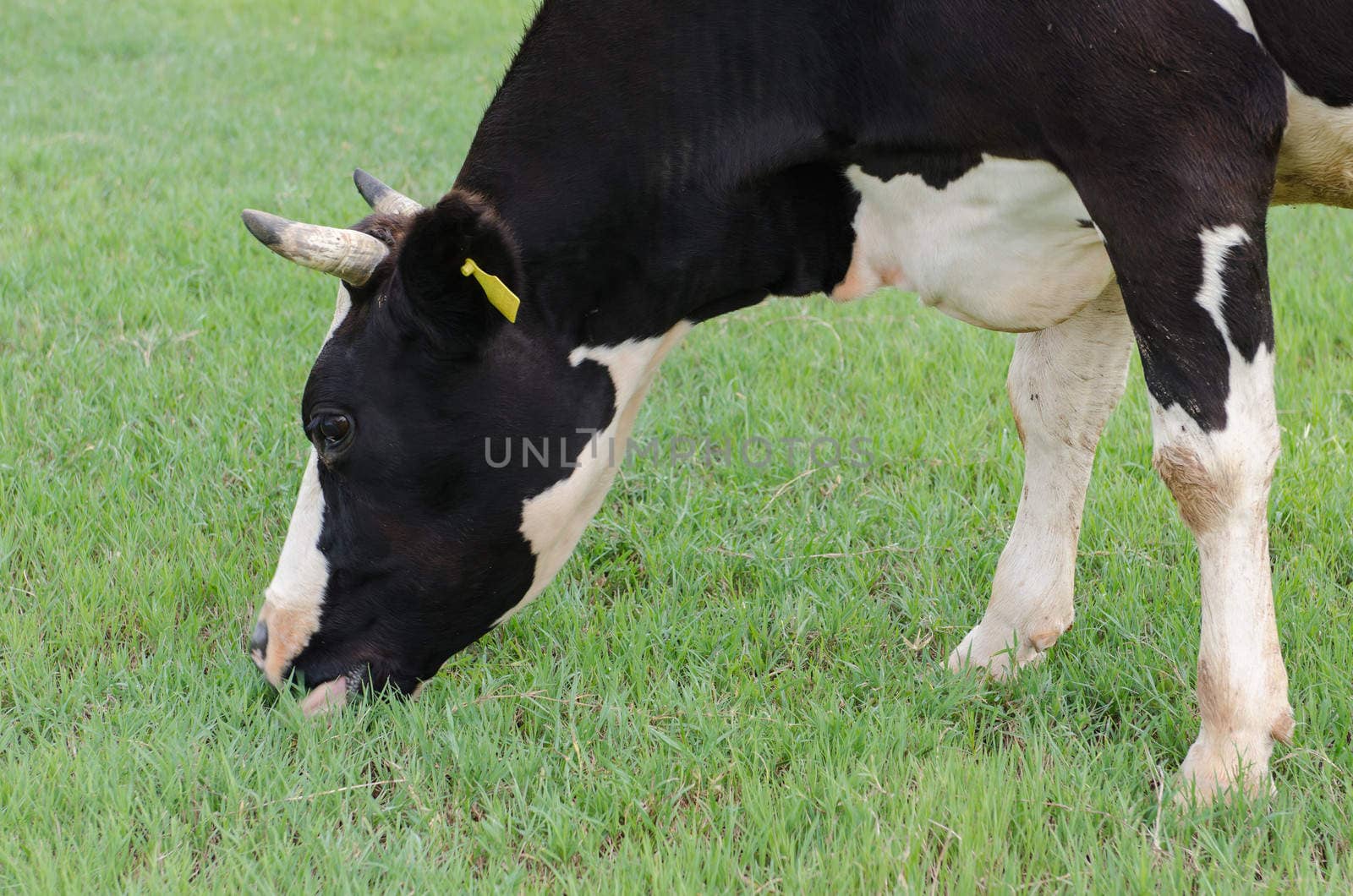 Cows on green meadow 