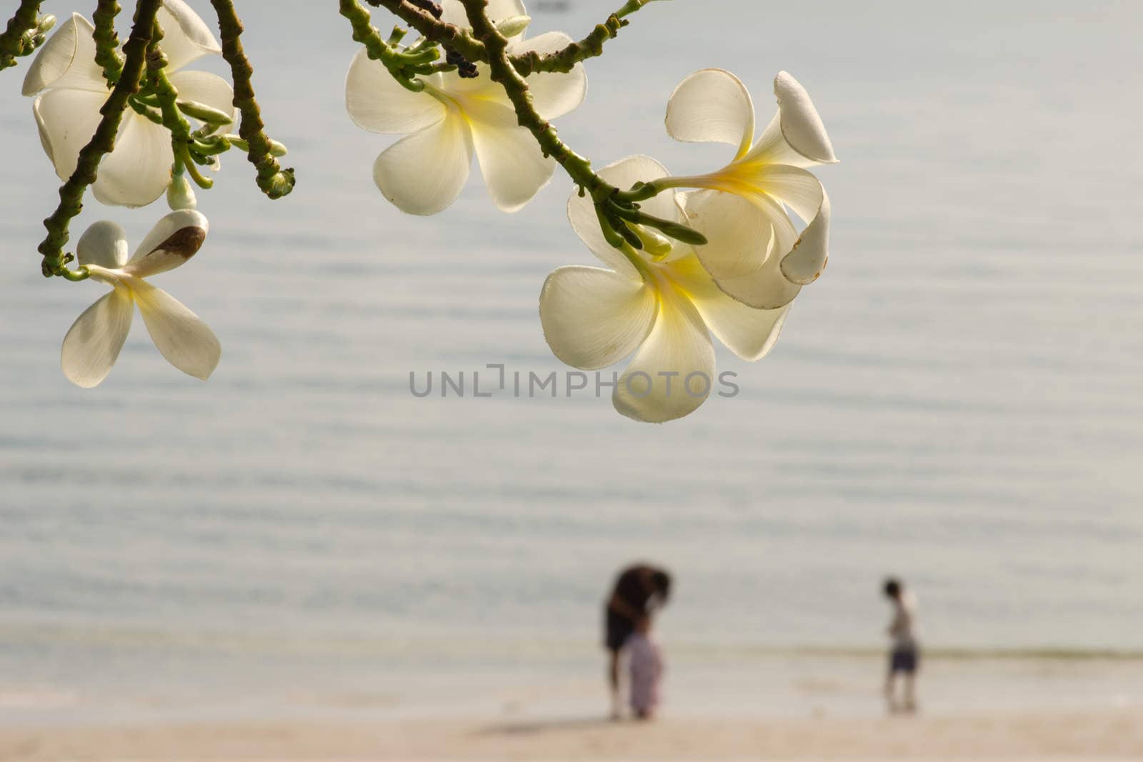 yellow Frangipani or Plumeria flower