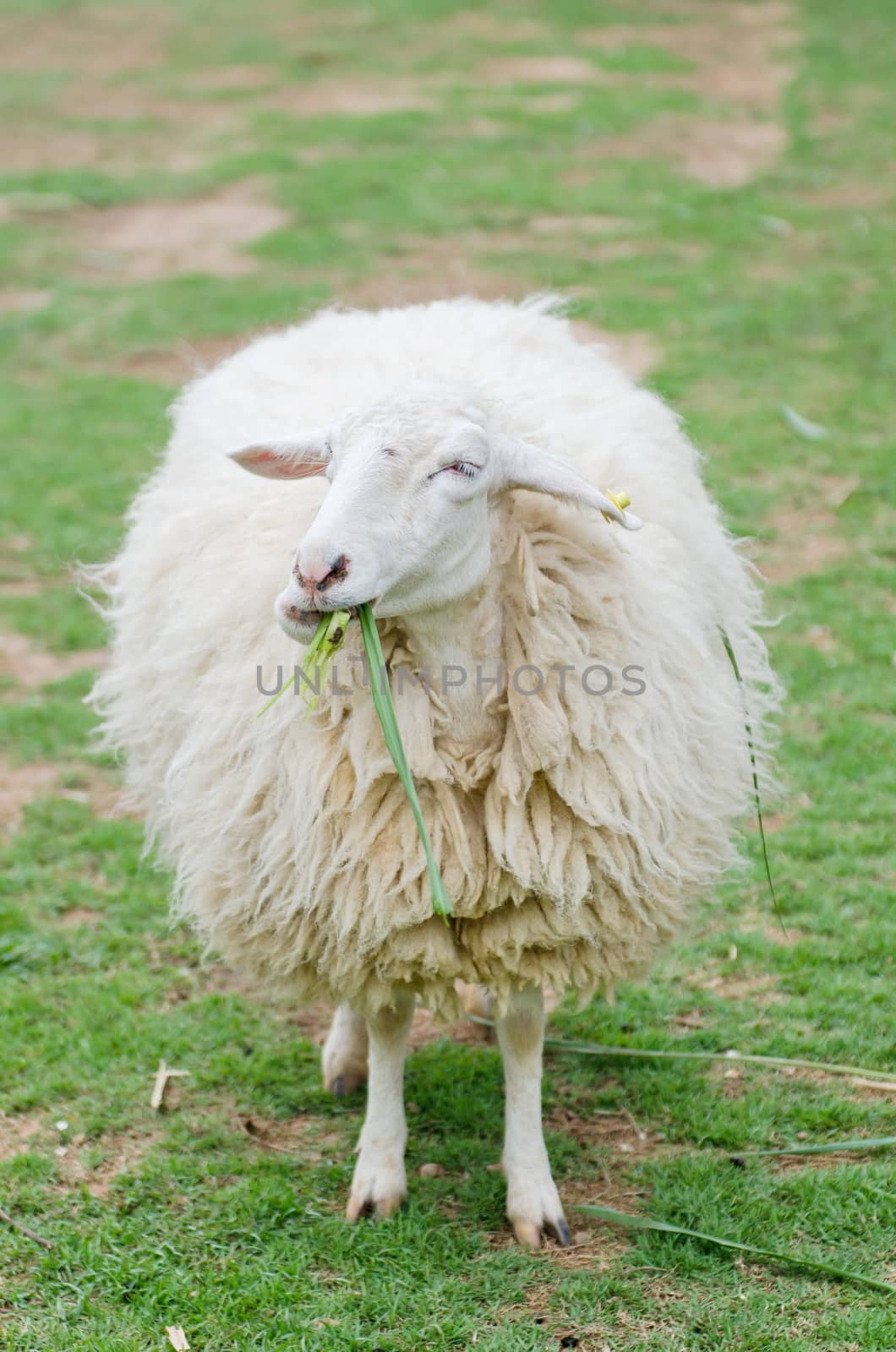 close up of white sheep in sheep farm