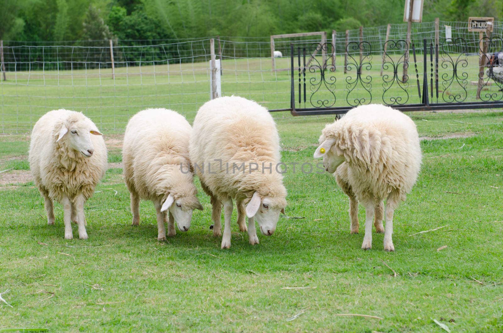 close up of white sheep in sheep farm
