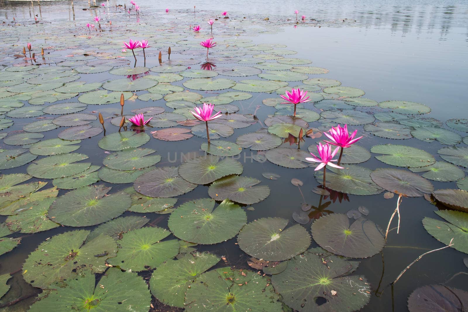 colorful of purple water lily