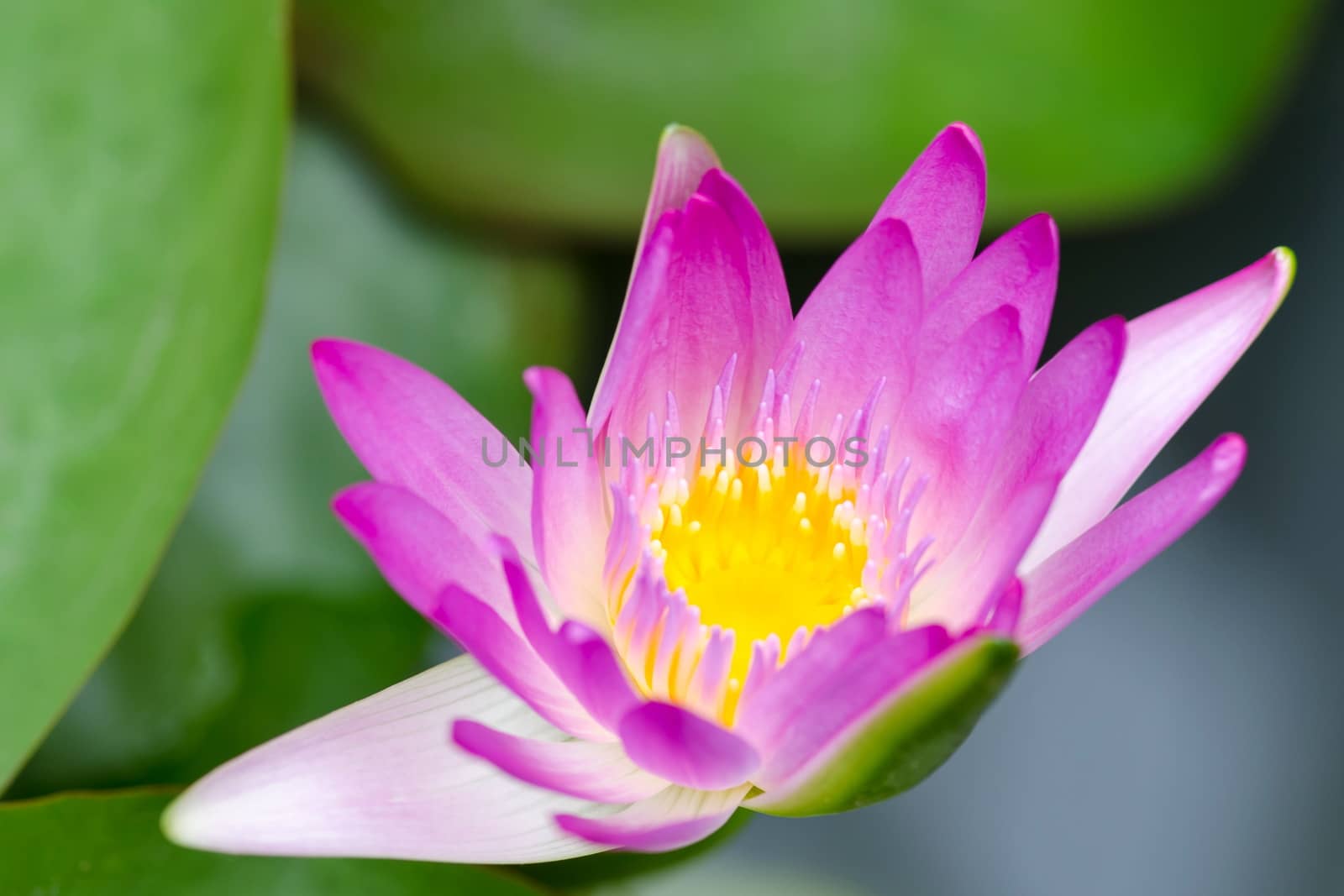 colorful of purple water lily