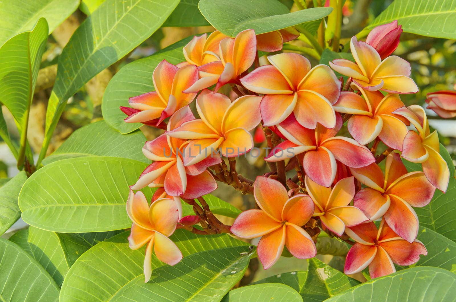 orange Frangipani or Plumeria flower