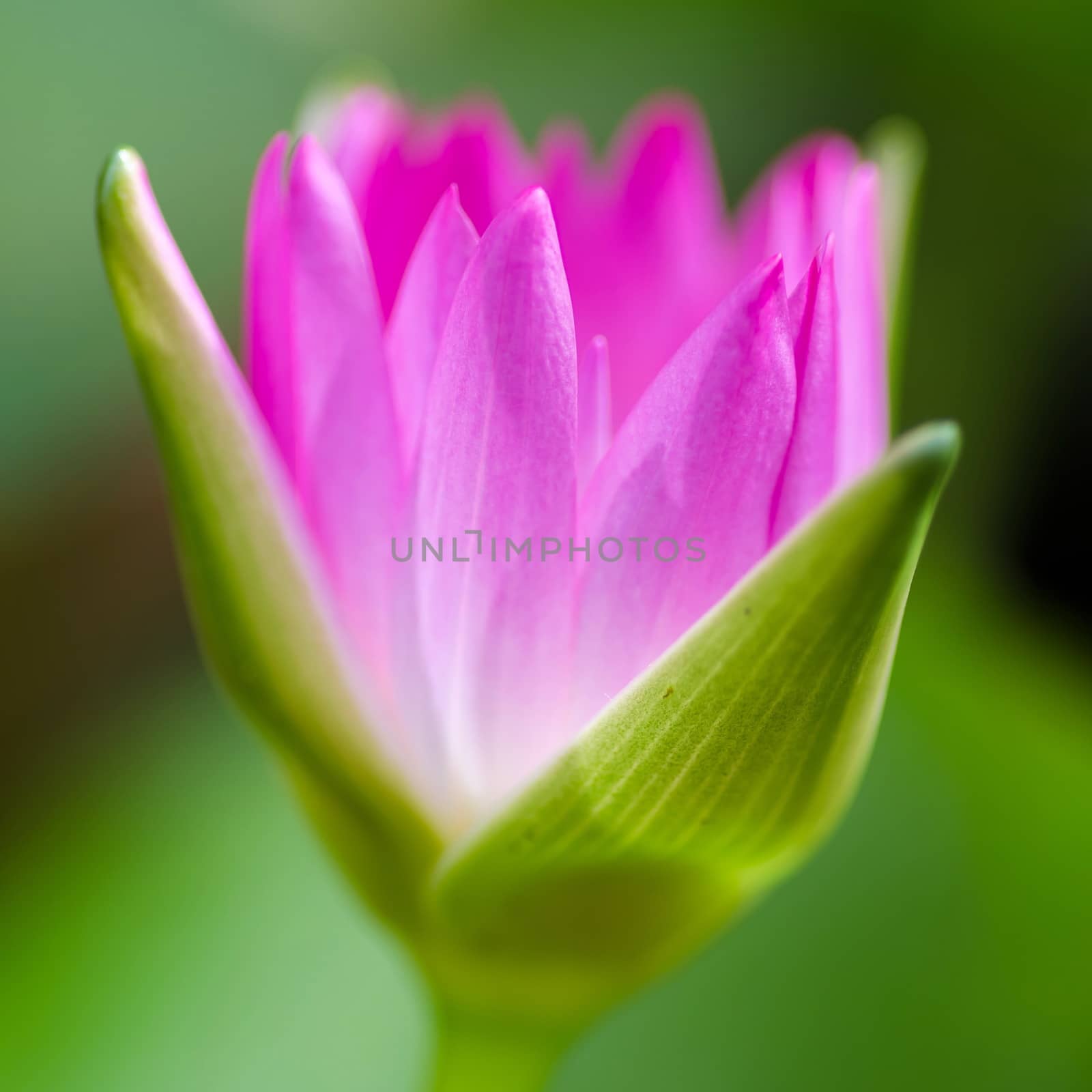 colorful of purple water lily