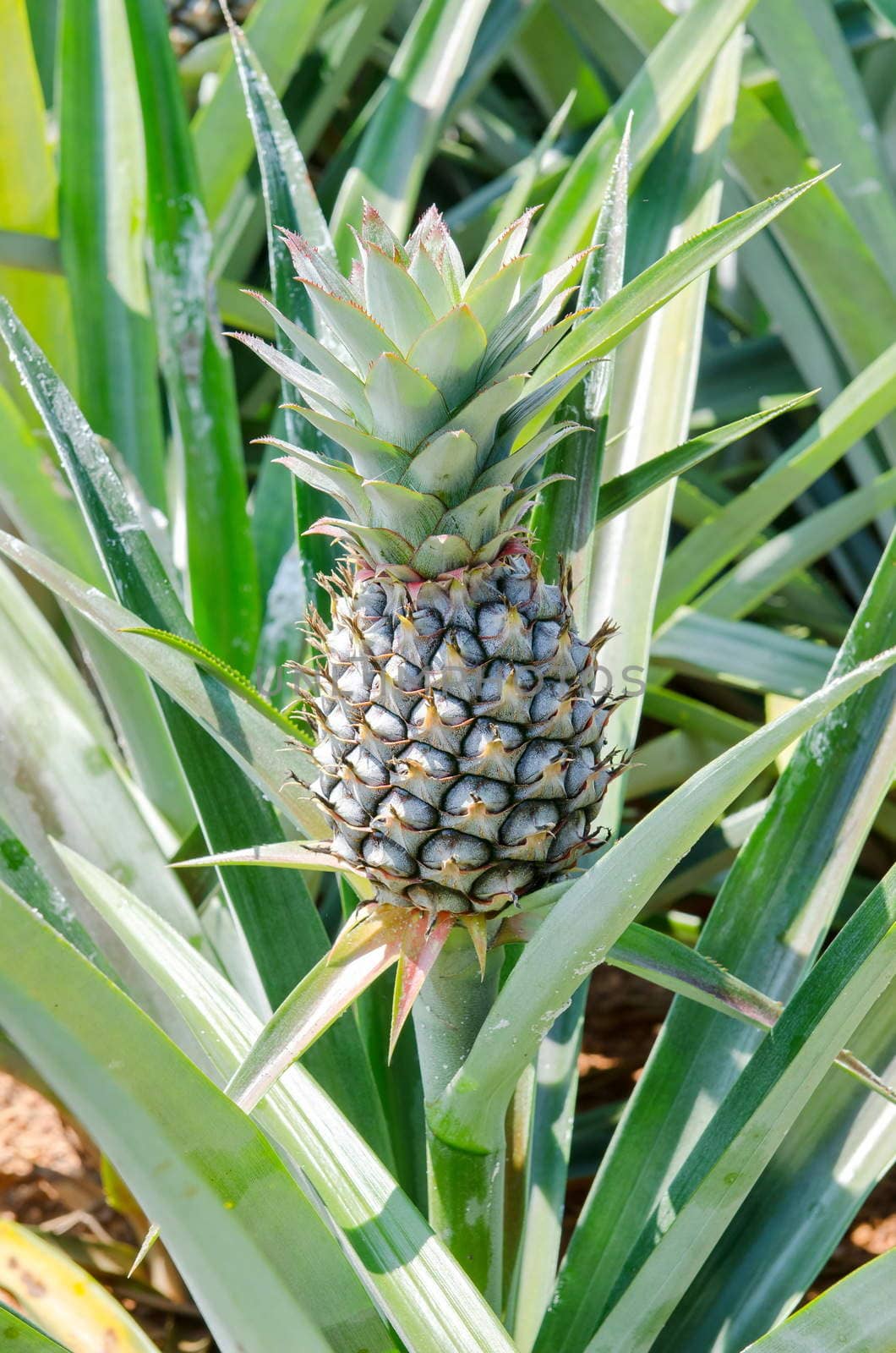 fresh pineapple in the farm, Thailand