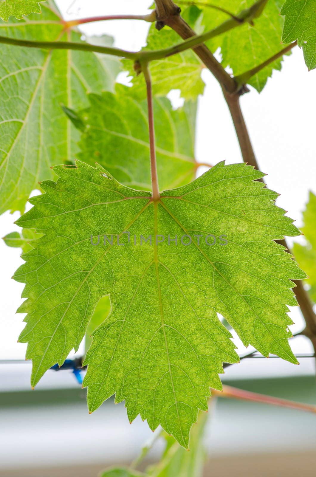 green grape leaves texture background