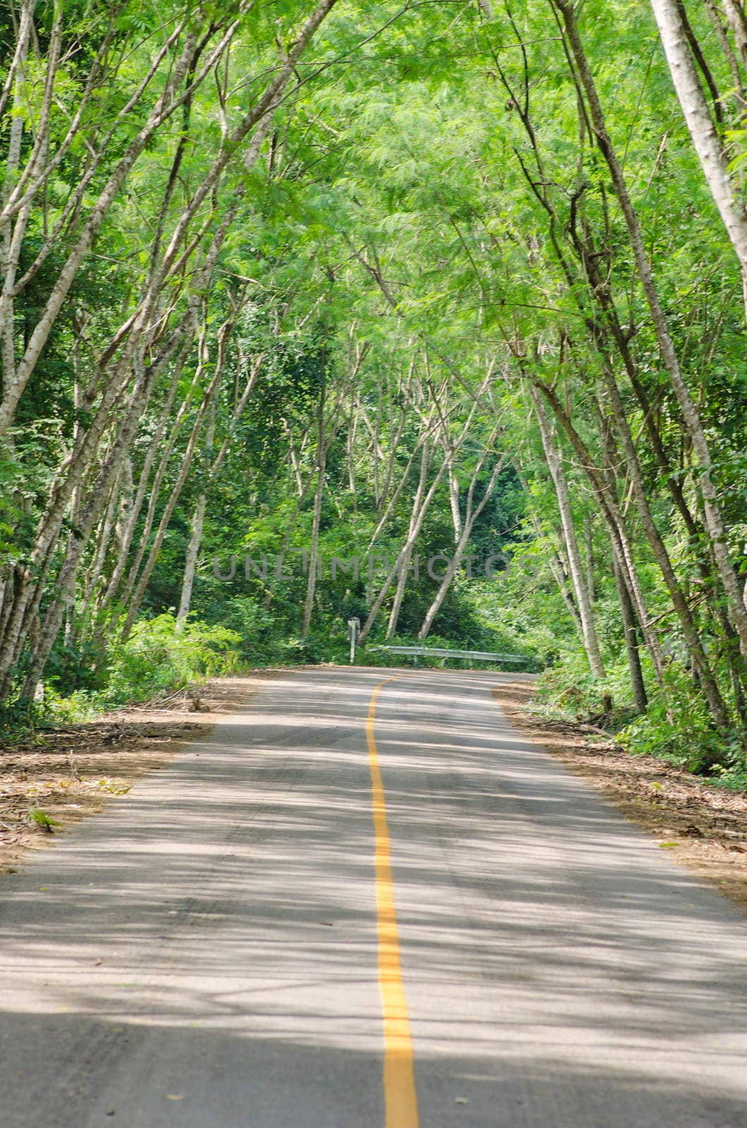 Forest road at Kaeng Krachan national park,Thailand 