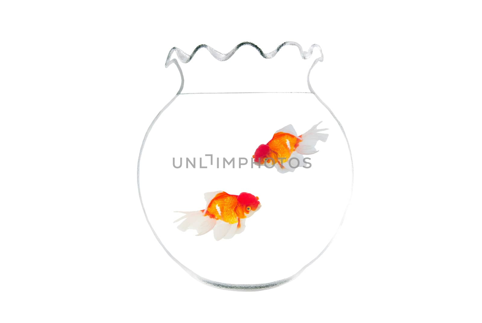 Gold fish isolated on white background