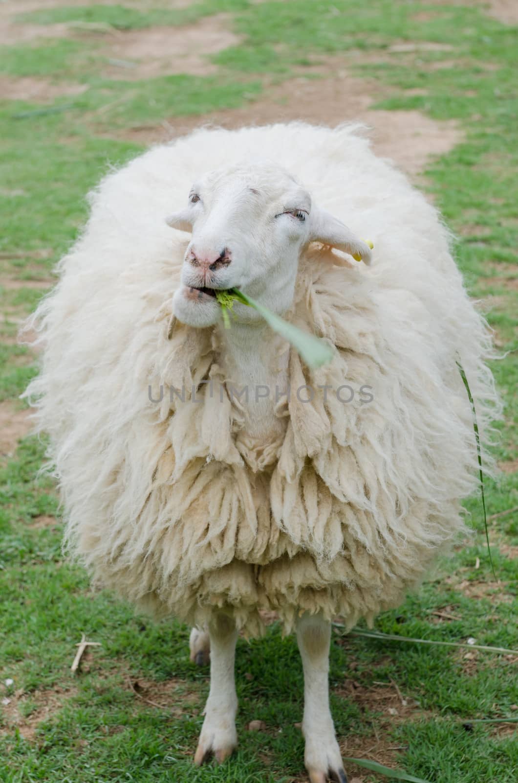 close up of white sheep in sheep farm