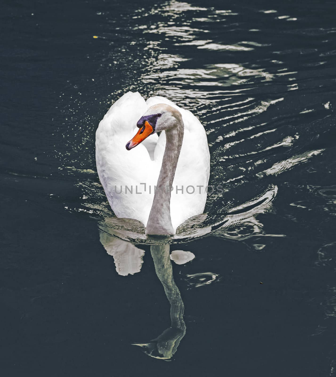 swan swims in the lake