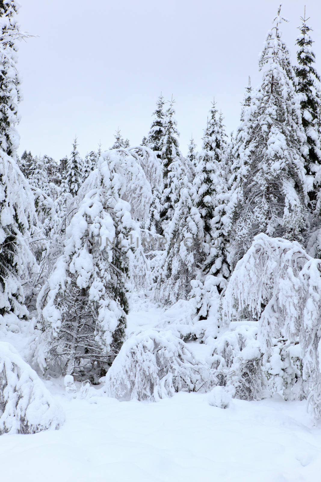 A gray winter day in Norway with snow in the air