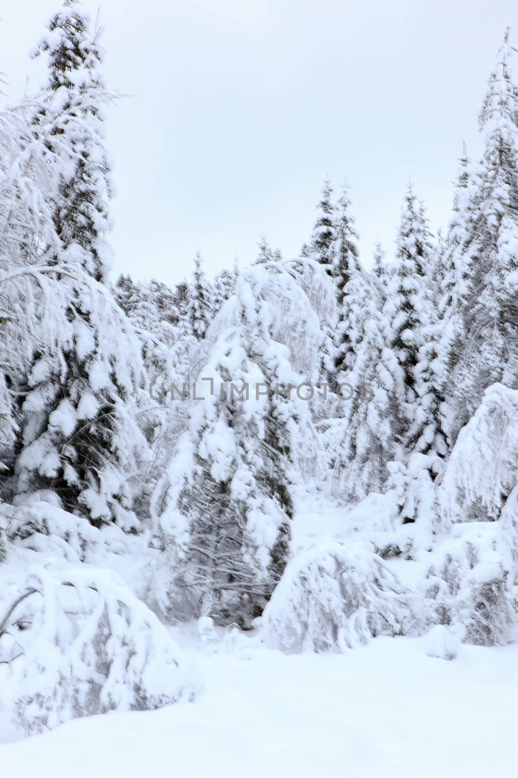 A gray winter day in Norway with snow in the air