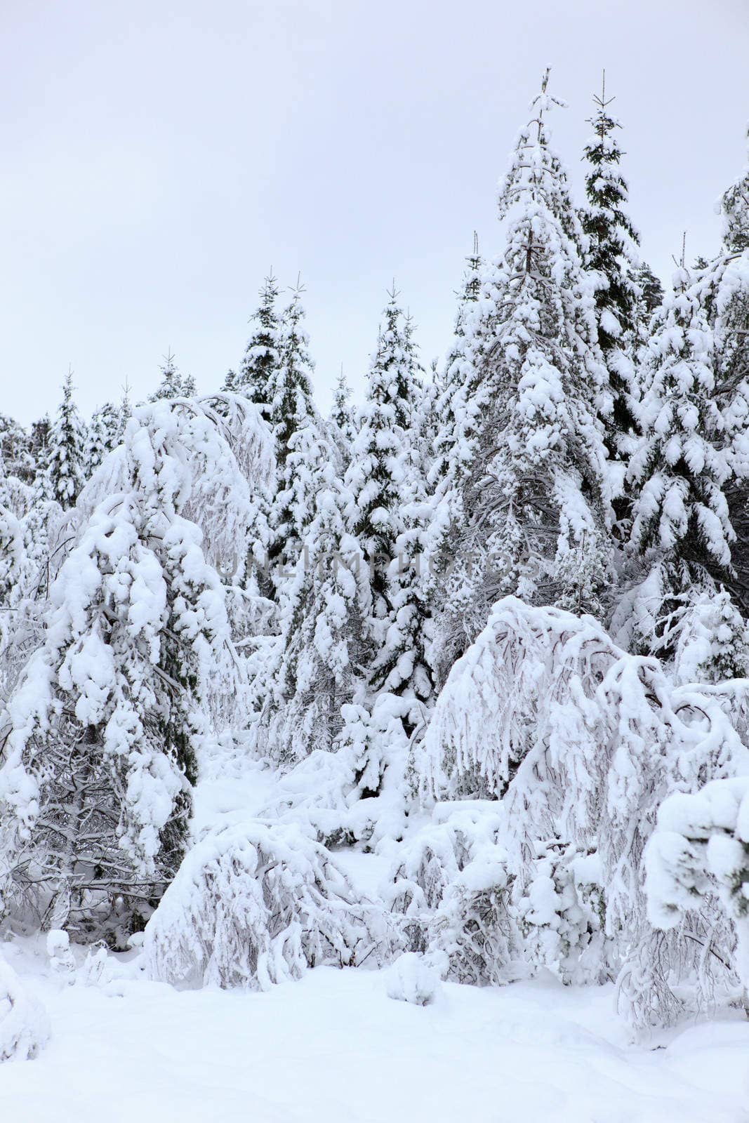 A gray winter day in Norway with snow in the air