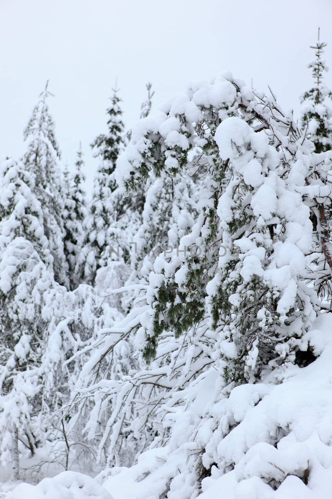 A gray winter day in Norway with snow in the air