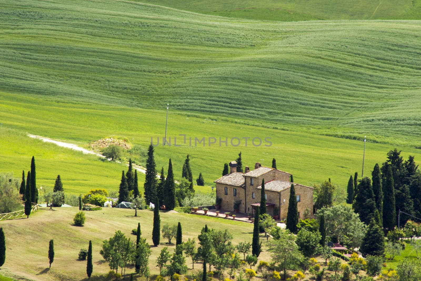 Tuscany - green typical landscape in spring time