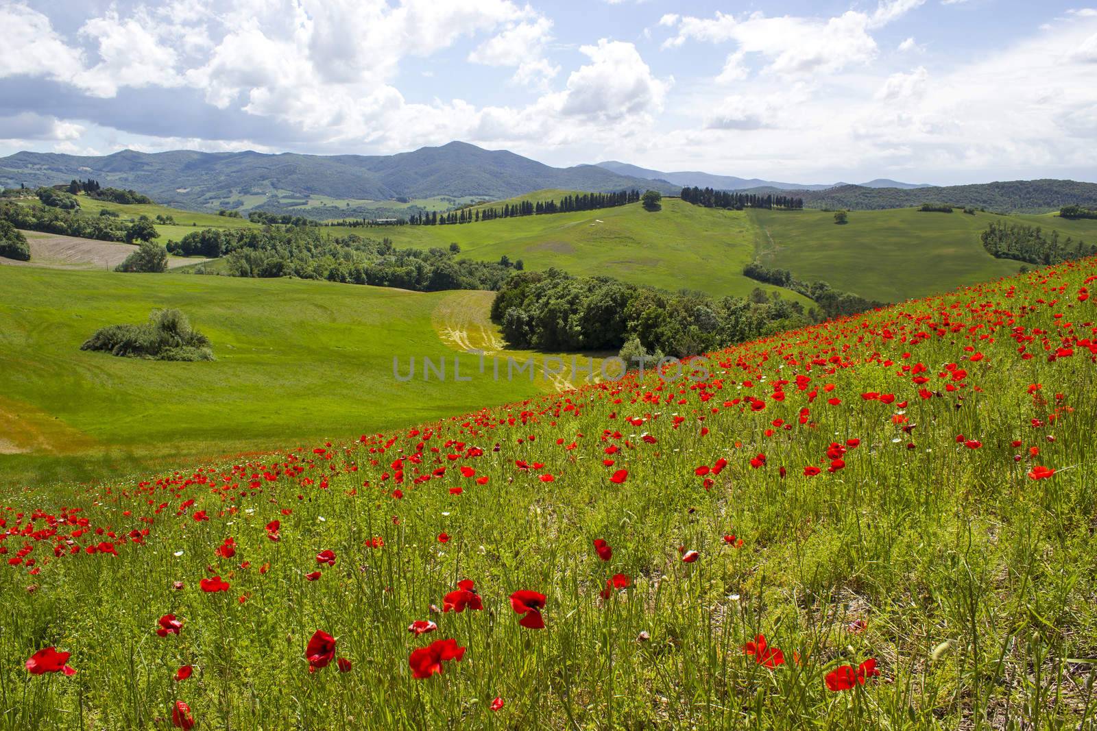 spring in Tuscany, landscape with poppies