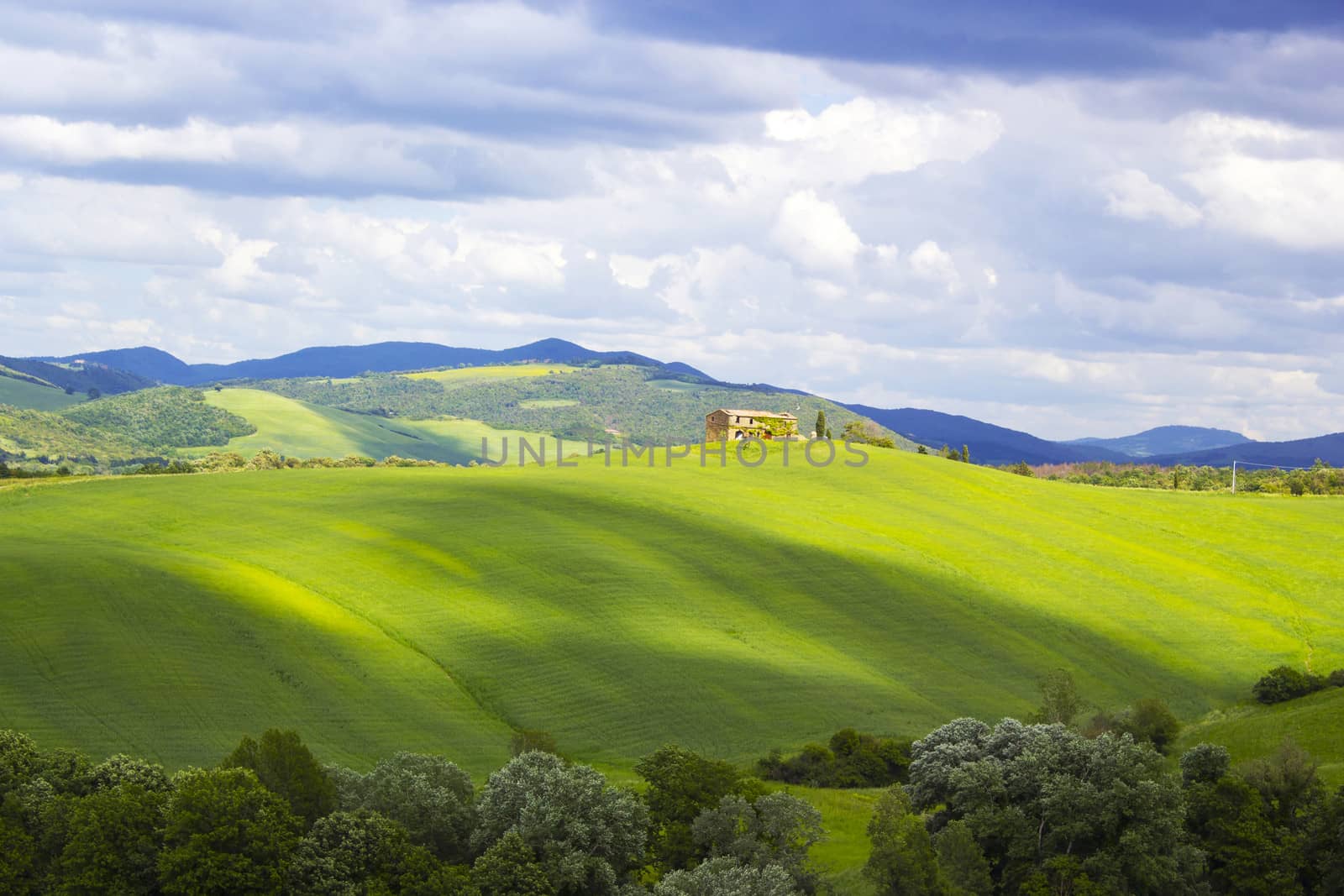Tuscany - green typical landscape in spring time