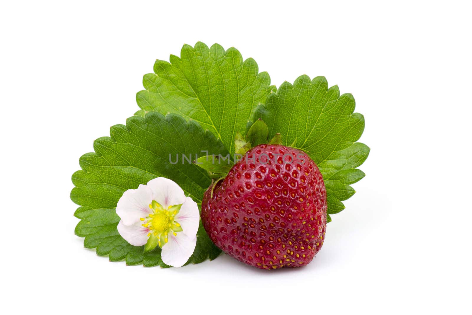 fresh strawberry on white background