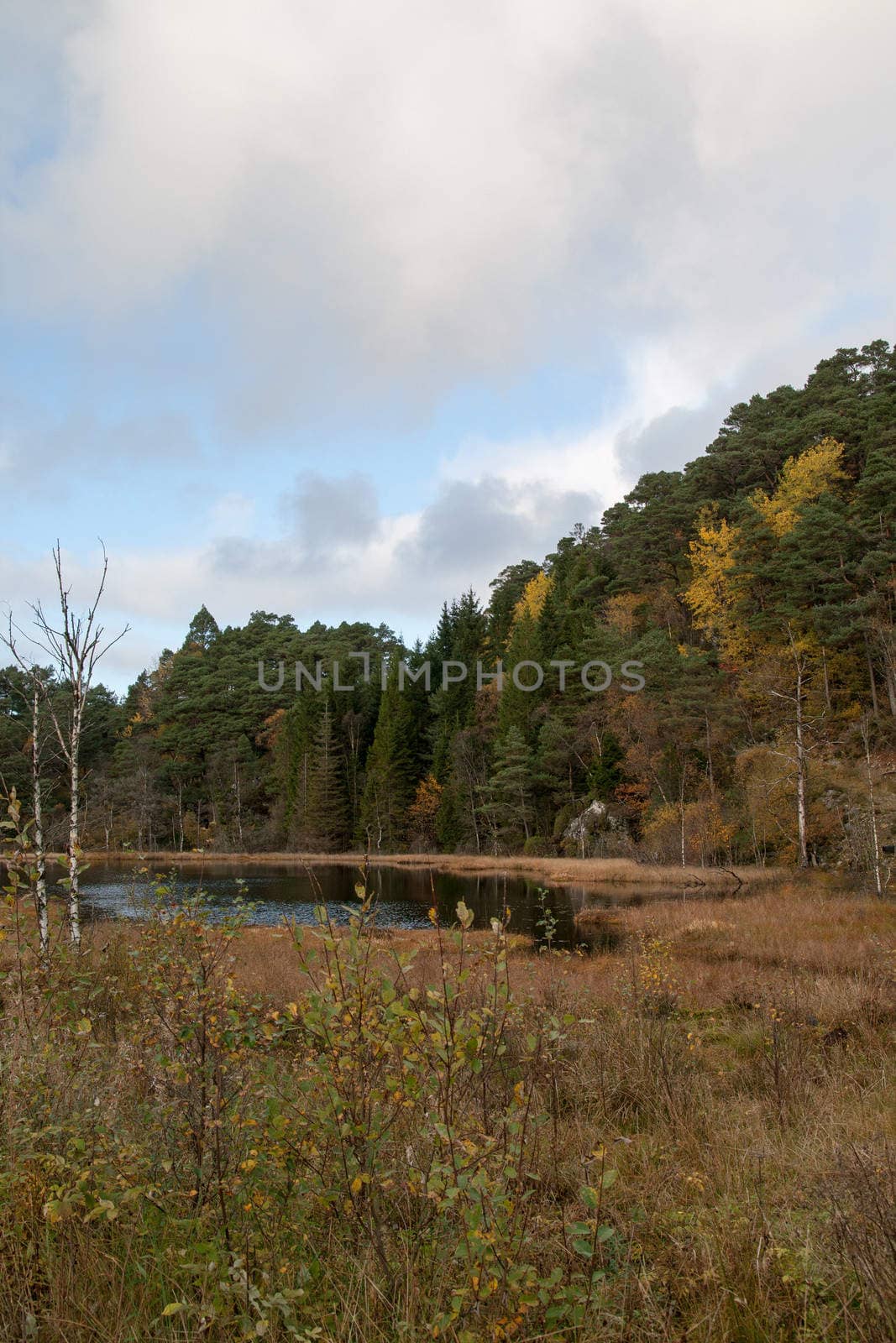 A gray autumn day in forest with many colors in the trees