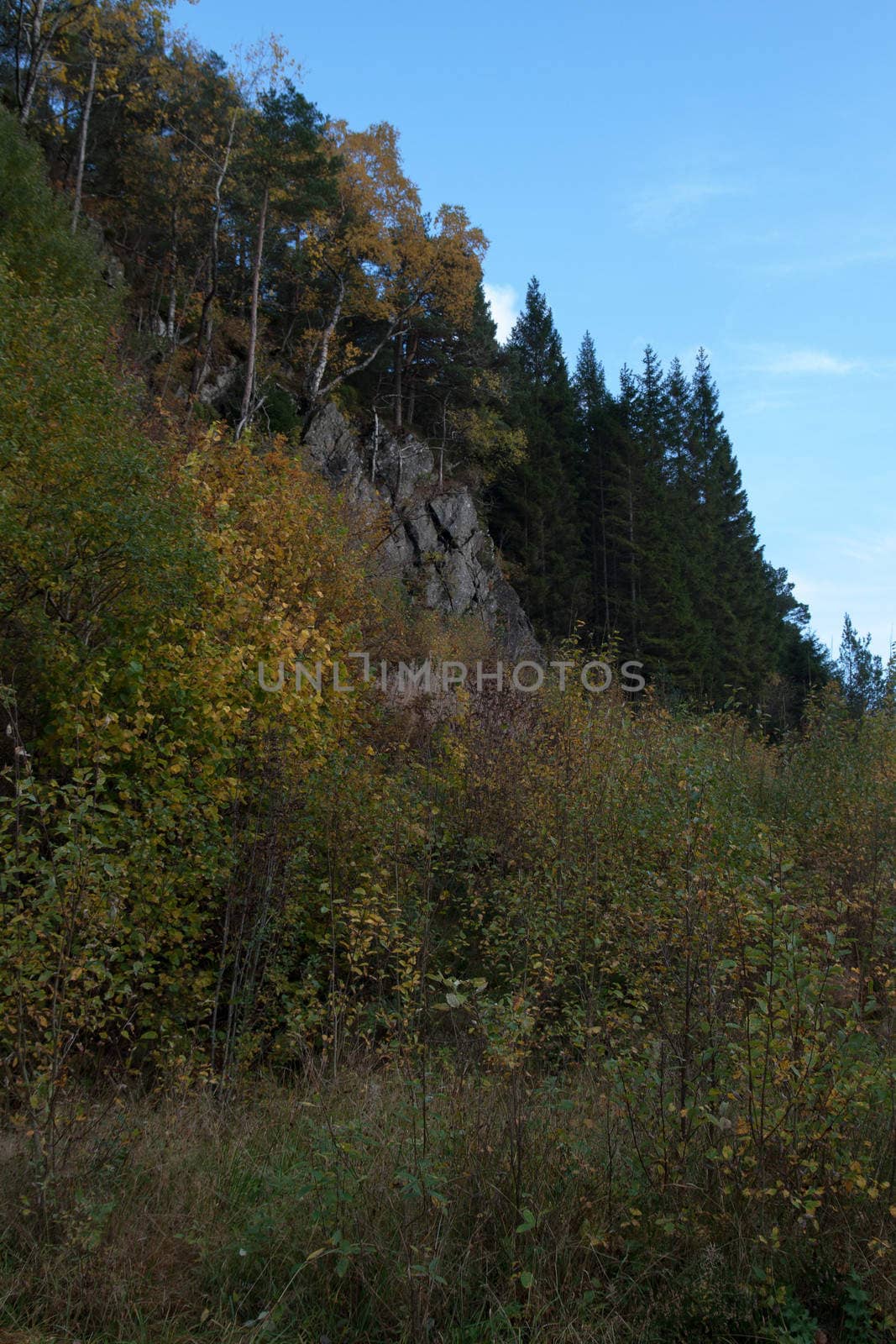 A gray autumn day in forest with many colors in the trees