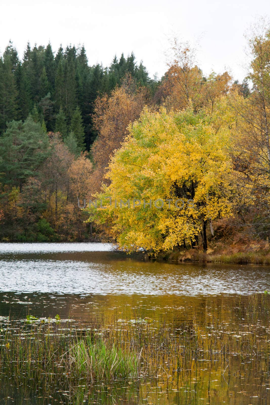 A gray autumn day in forest with many colors in the trees