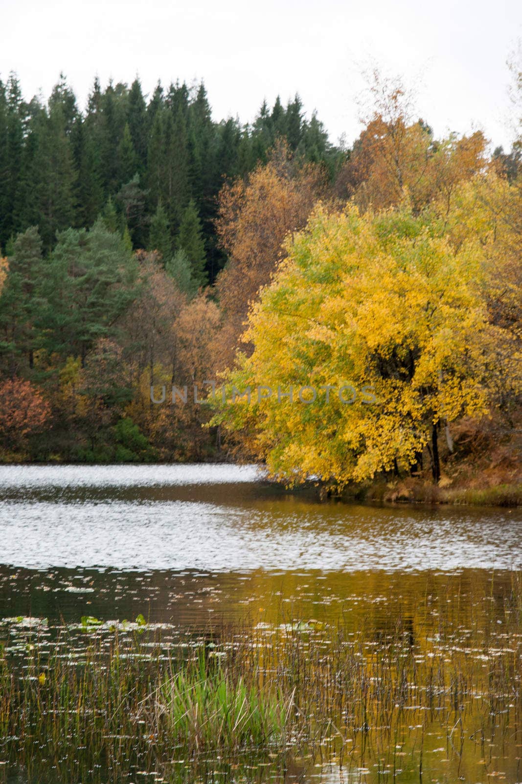 A gray autumn day in forest with many colors in the trees