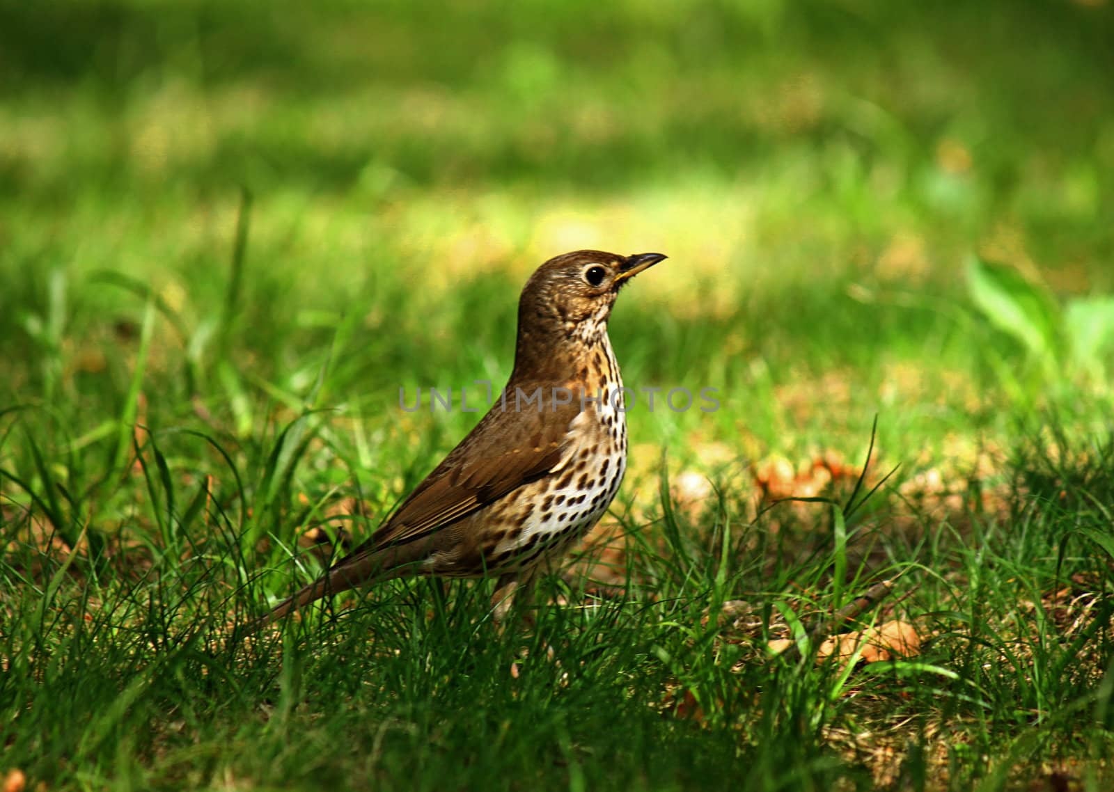 Song Thrush by romantiche
