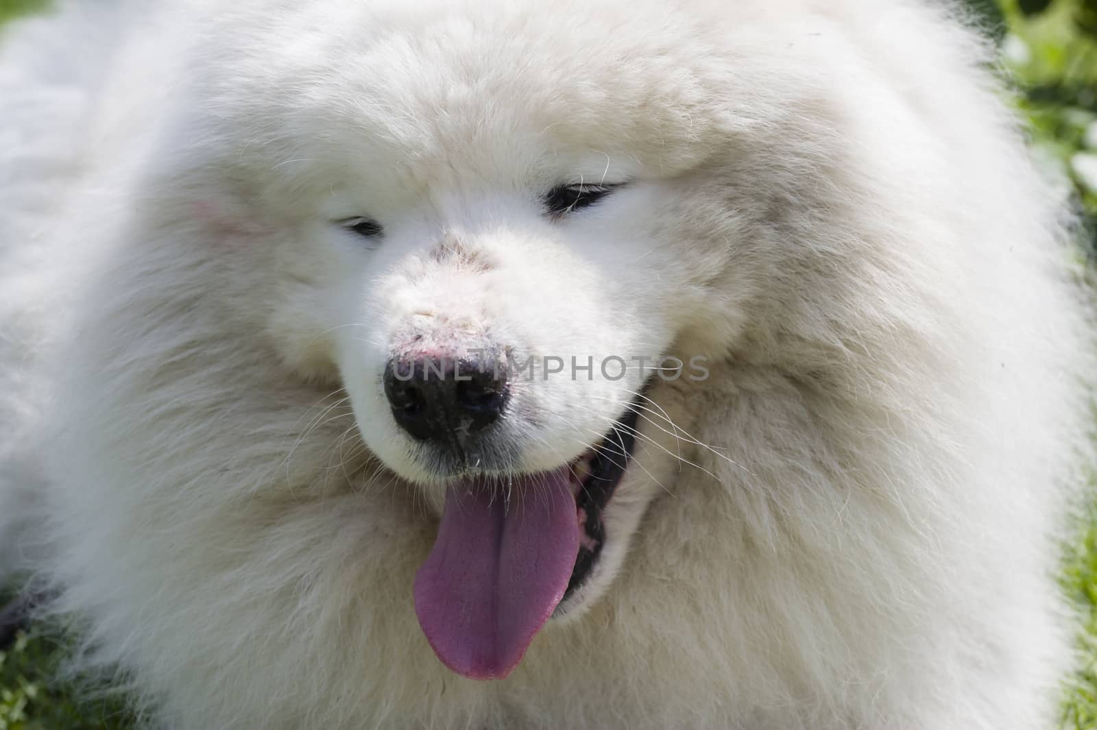 Samoyed dog closeup, large, long-haired white dog from Siberia