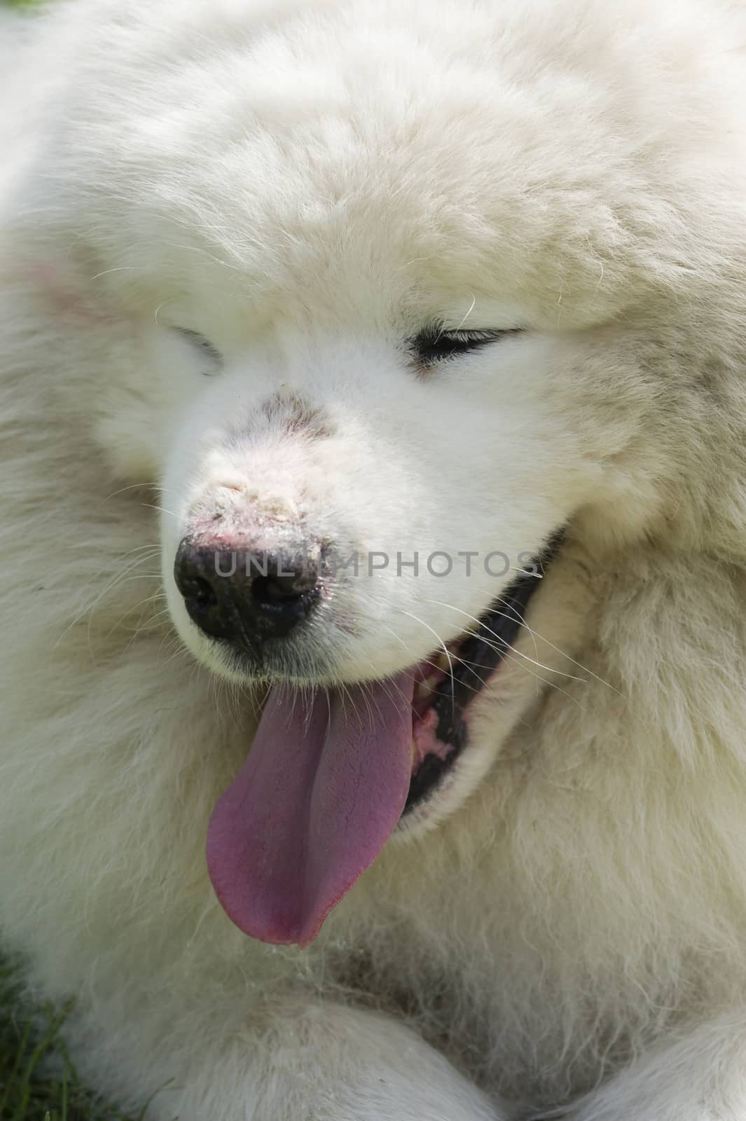 Samoyed dog closeup, large, long-haired white dog from Siberia