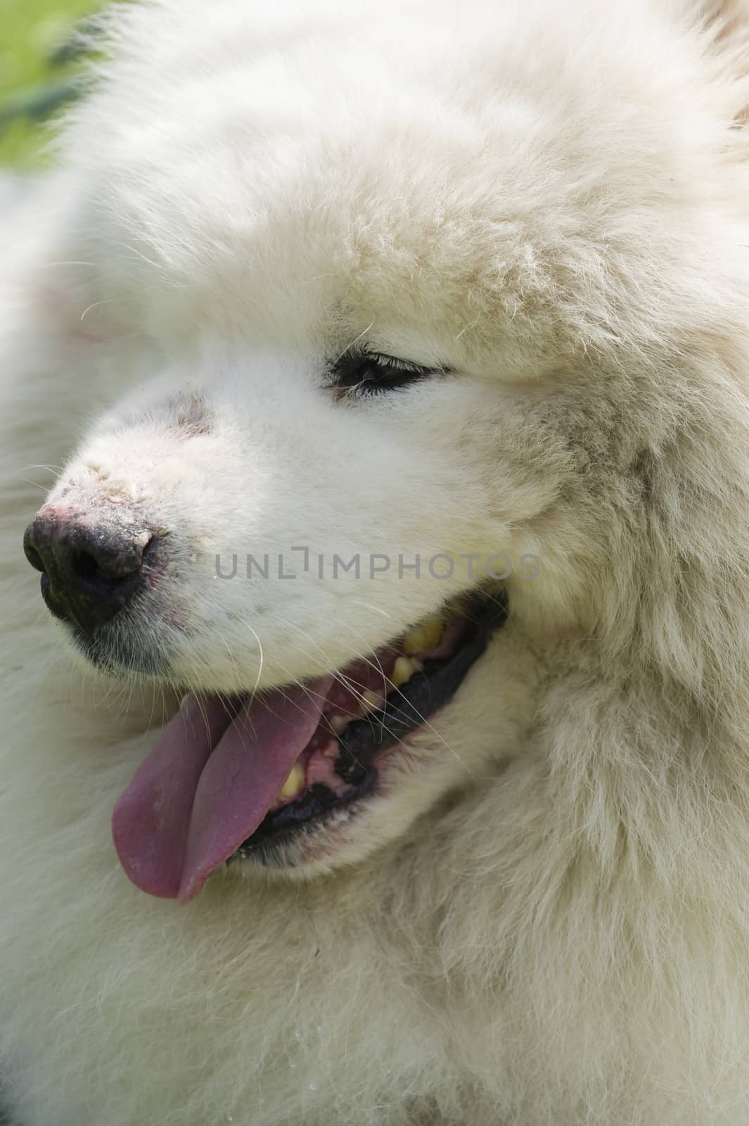 Samoyed dog closeup, large, long-haired white dog from Siberia