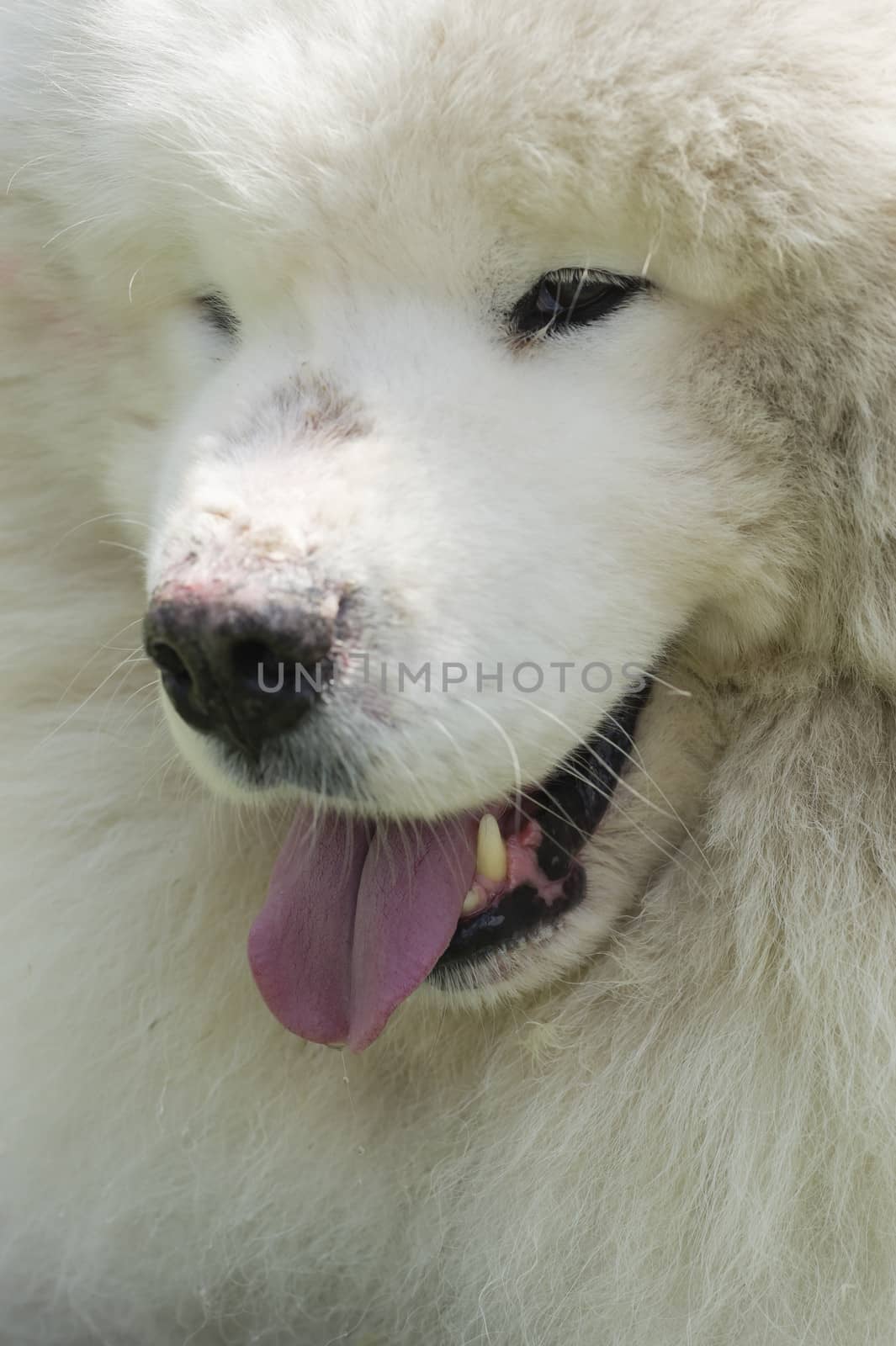 Samoyed dog closeup, large, long-haired white dog from Siberia