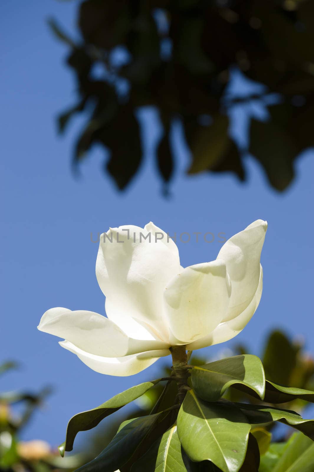 White Magnolia grandiflora flower in the sun with blue sky
