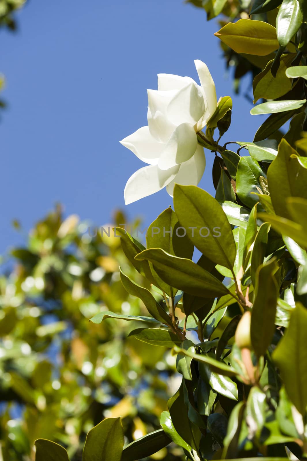 White Magnolia grandiflora flower in the sun with blue sky