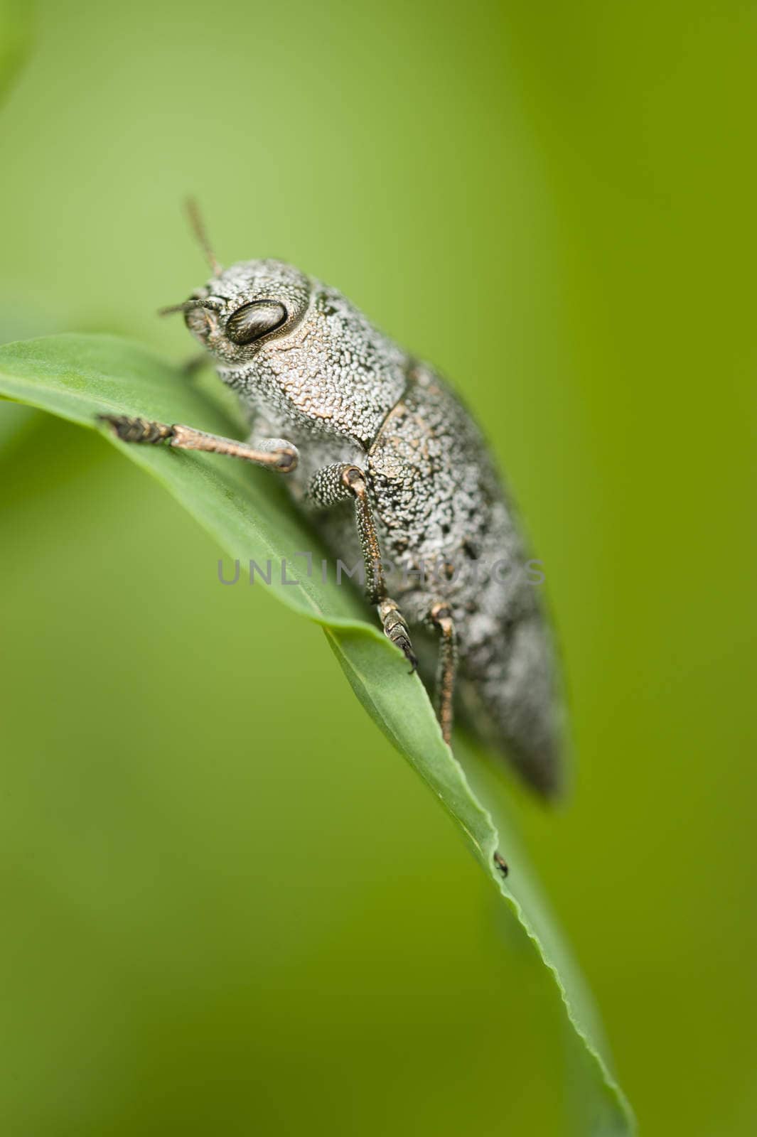 Gray insect coleptoron on green leaf