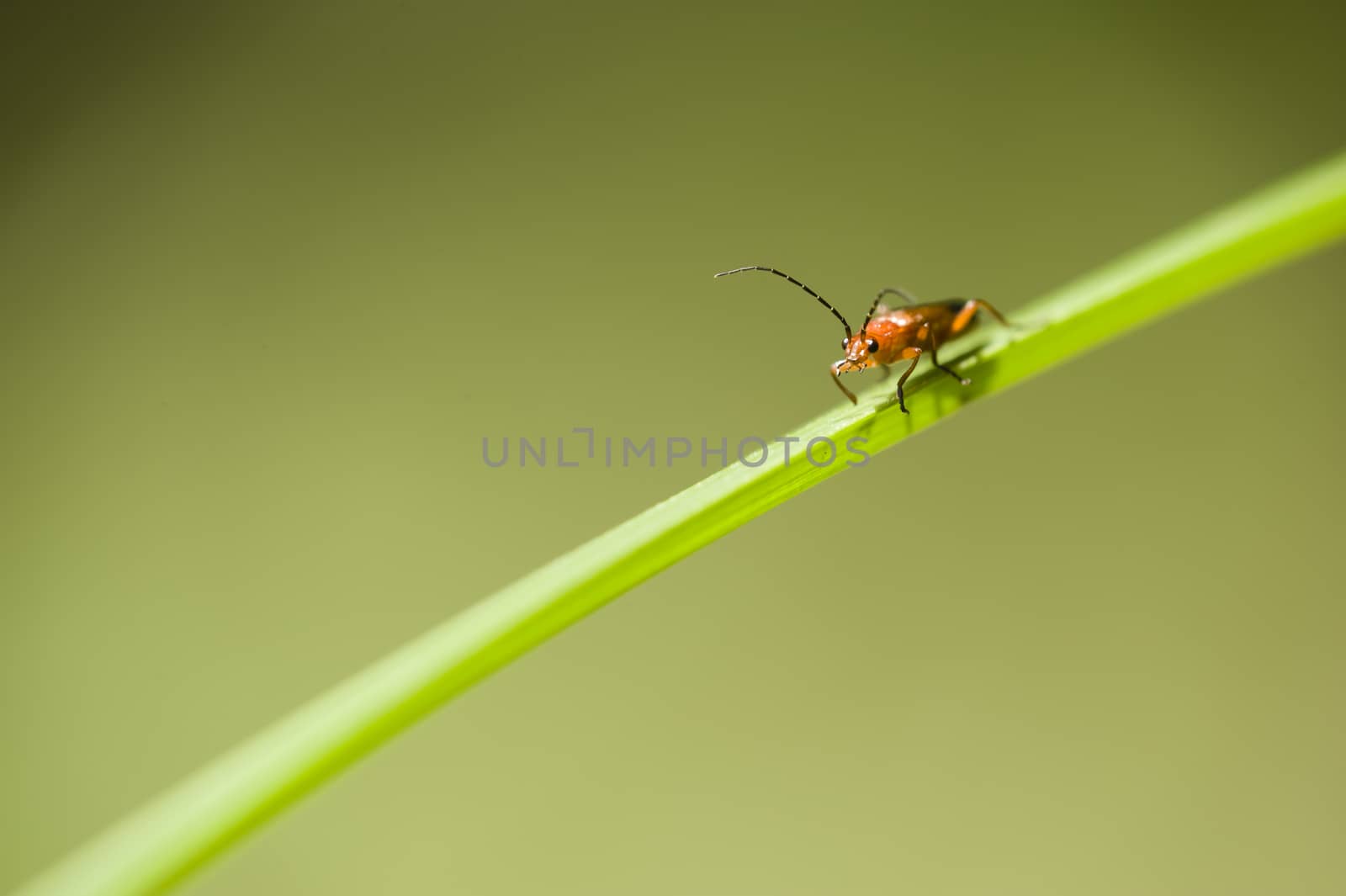 Orange and black insect coleopteron on green leaf