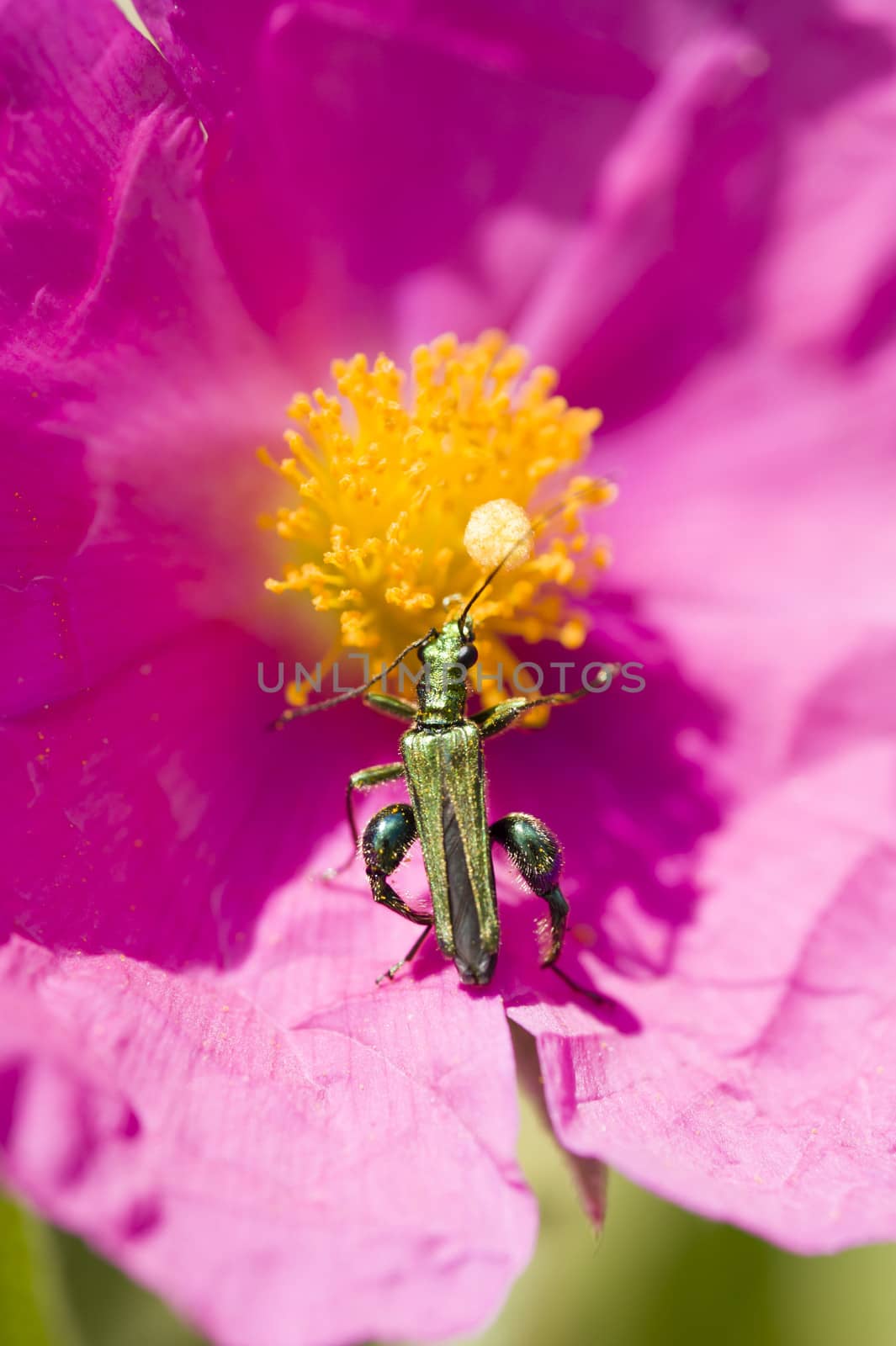 Green insect coleopteron on rock rose pink flower