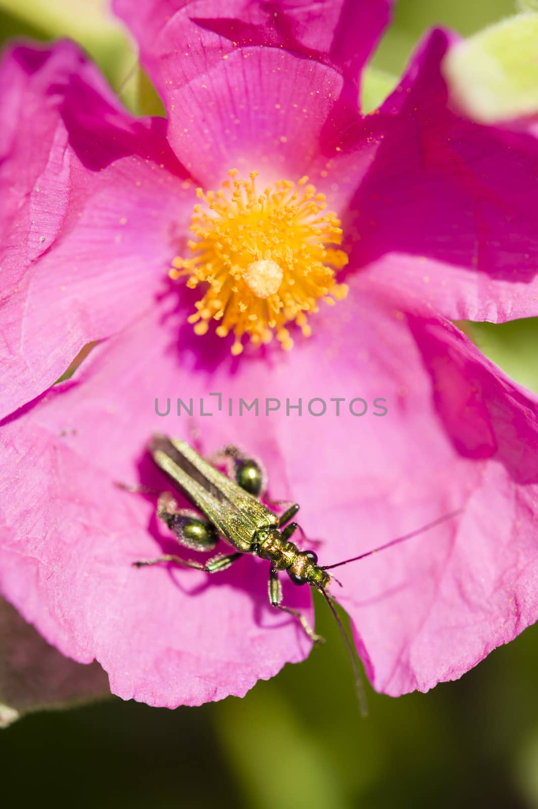Green insect coleopteron on rock rose pink flower