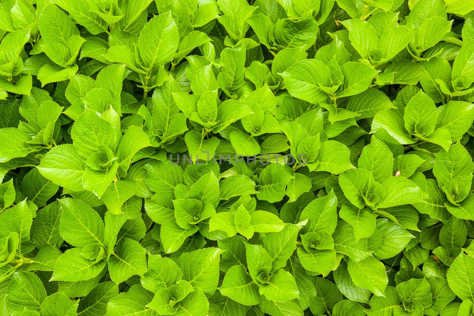 green fresh round leaves background