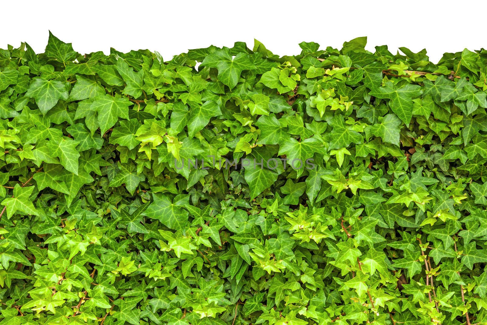 Ivy isolated on white background