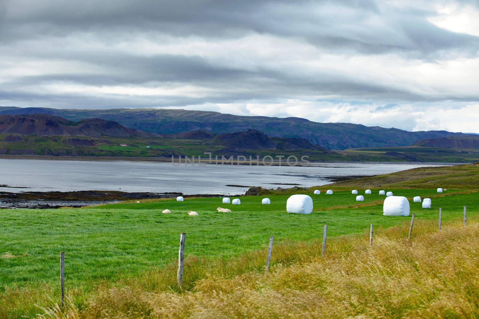 Hay bales in white plastic on the meadow. Iceland