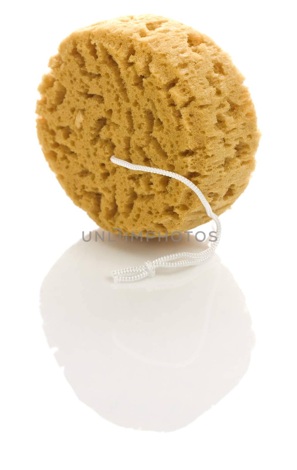 yellow sponge