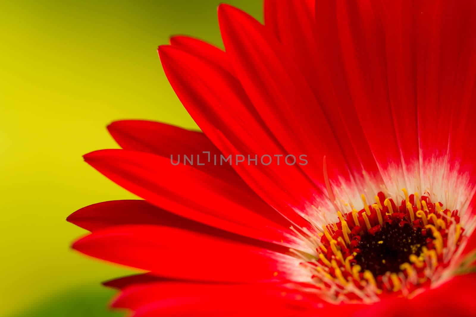 Close-up of a red gerbera daisy on a green background