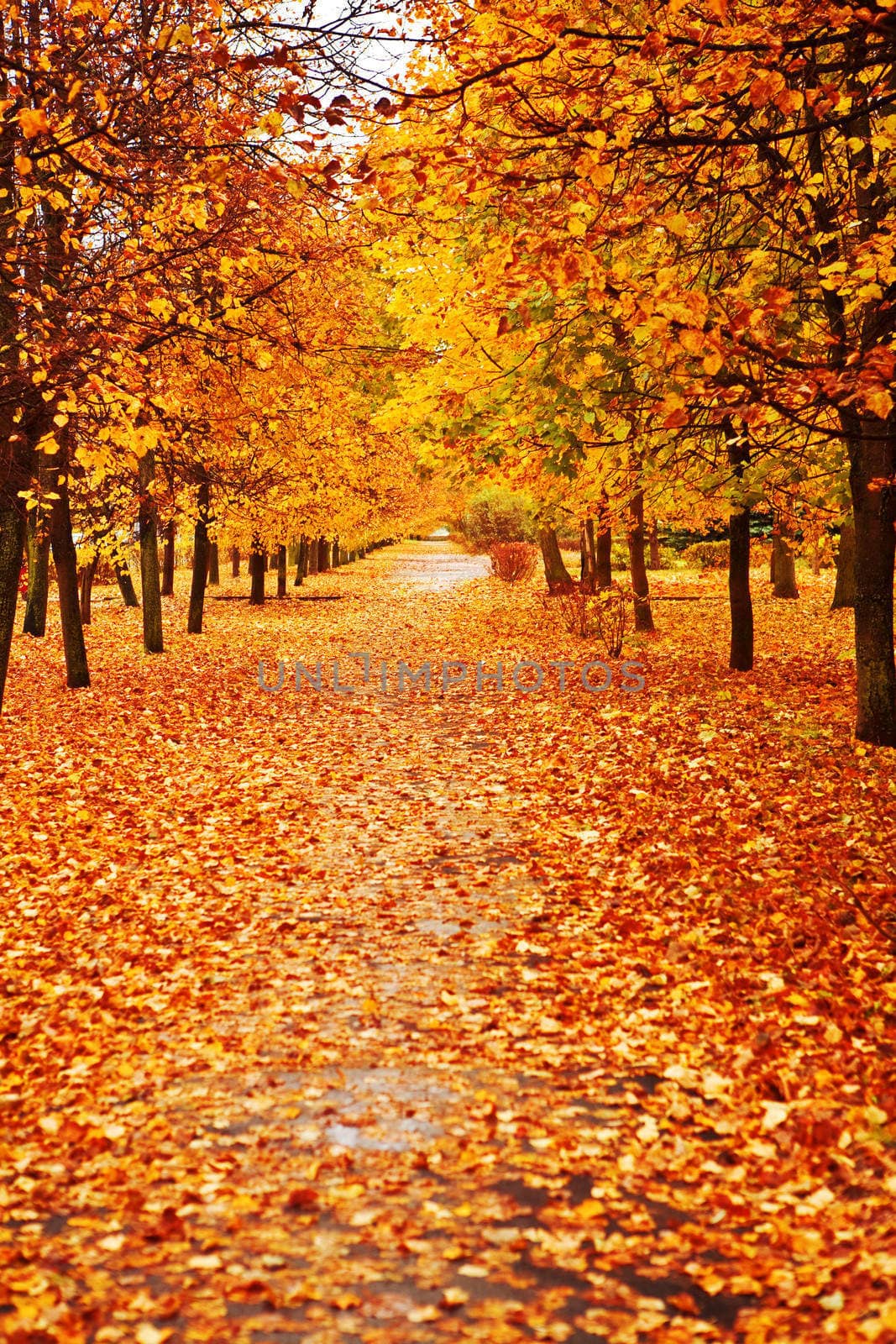 orange autumn alley