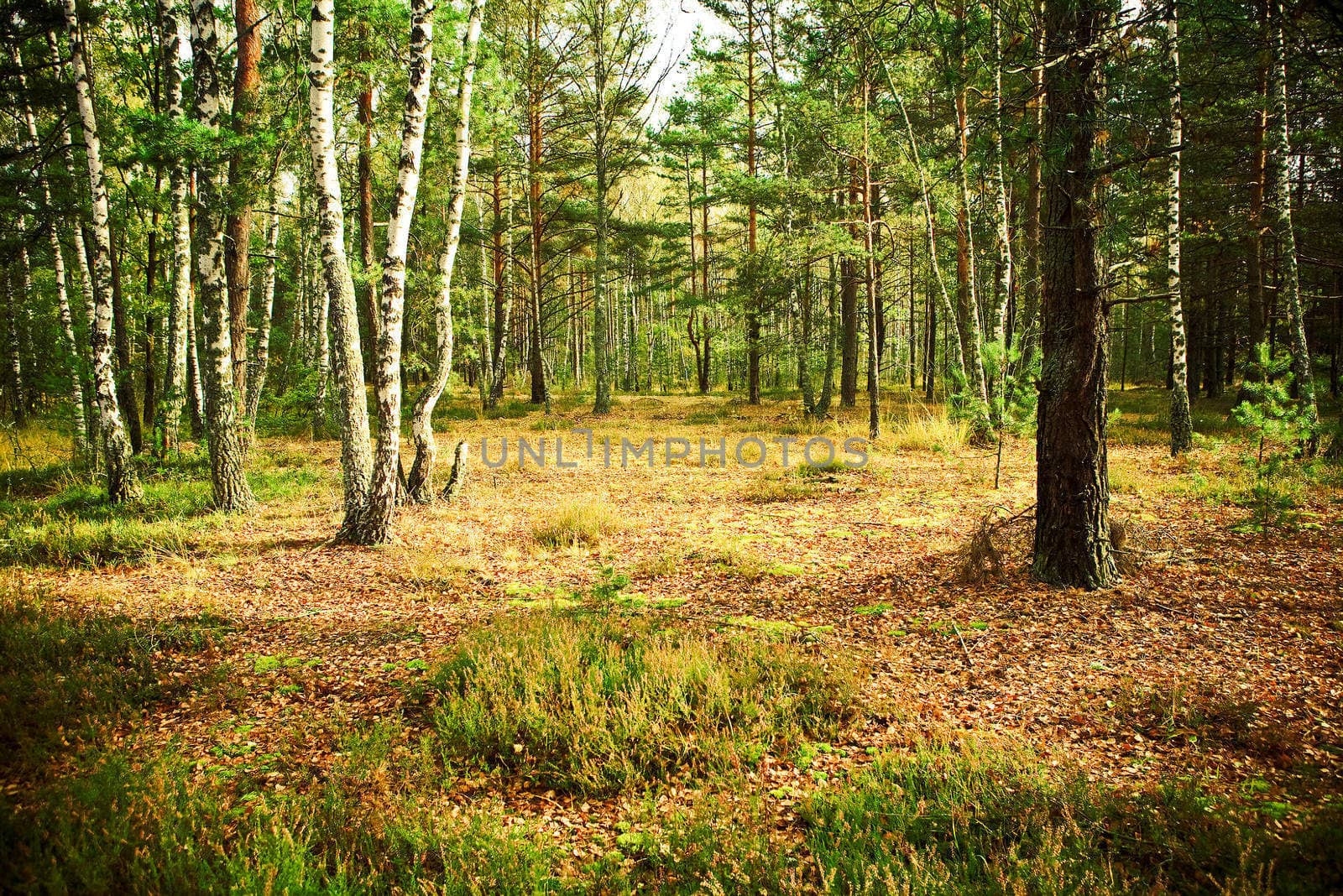 autumn forest