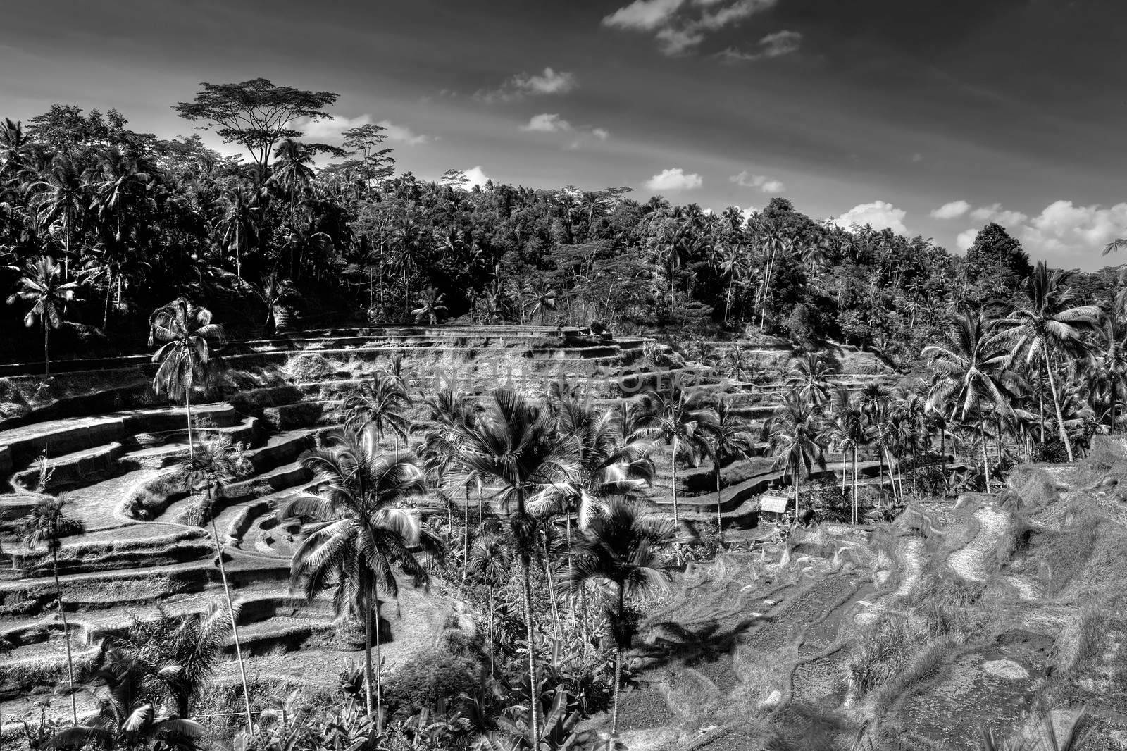 Rice terrace fields in Bali Indonesia